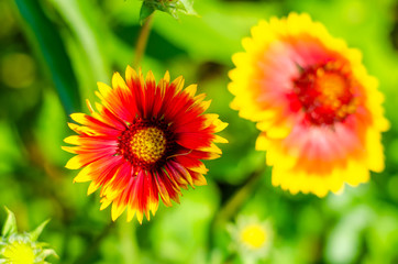 Aster Symphyotrichum novi-belgii day in the garden in summer.