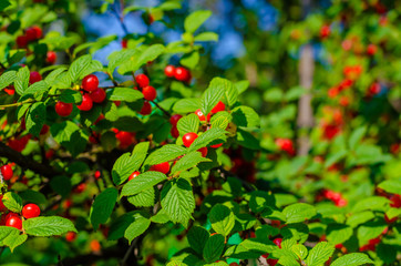 A lot of ripe cherries on a tree branch in summer.