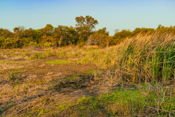 Obraz premium plantas de totoras al costado de lago casi seco