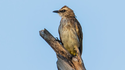 Nature wildlife bird ellow-vented bulbul on perch during morning