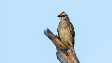 Nature wildlife bird ellow-vented bulbul on perch during morning