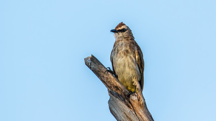 Nature wildlife bird ellow-vented bulbul on perch during morning