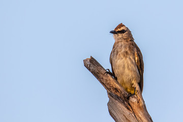 Nature wildlife bird ellow-vented bulbul on perch during morning