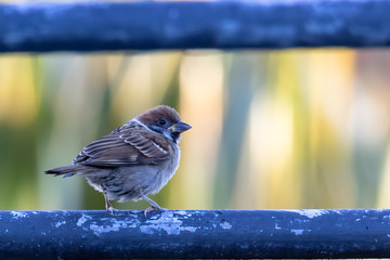 Meadow pipit bird standing on electric cable