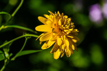 Yellow dahlia flower in the garden