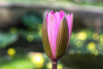 pink and white tulip