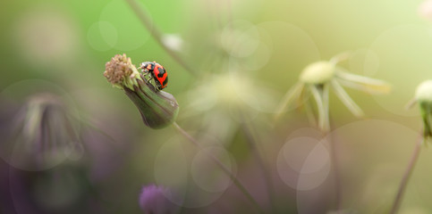 Beautiful Ladybug in Garden