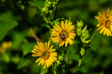  The cheerful sunflower or perennial sunflower is a plant in the daisy family. It is widespread in scattered locations across much of Canada from Newfoundland to British Columbia