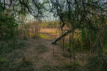 pequeño sendero en el monte al costado del lago