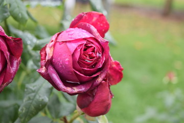 Lila Rose mit Regentropfen 