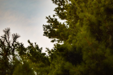 Obraz premium trees and sky