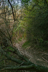 pequeño sendero en el monte al costado del lago
