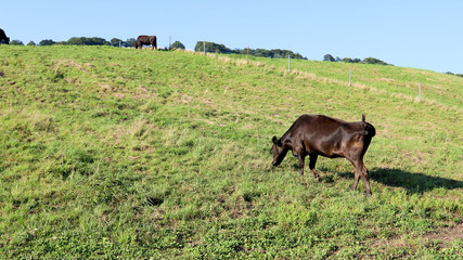牧場の坂を上る牛