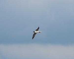 Obraz premium seagull in the sky