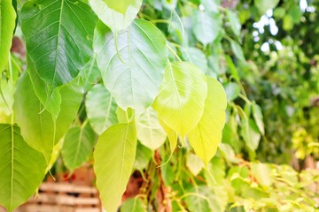 Obraz premium green leaves background