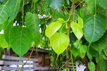 green leaves on the tree