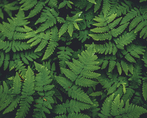 green fern leaves