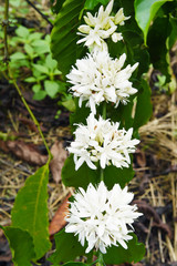 Coffee tree blossom with white color flower close up view                   