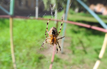 spider weaving a web, close up,  living in the Siberian area