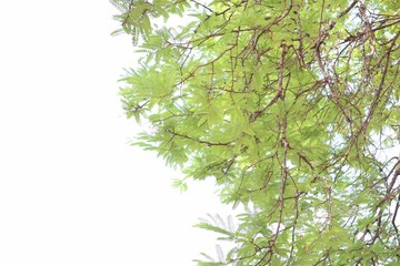 Fototapeta premium green leaves isolated on white