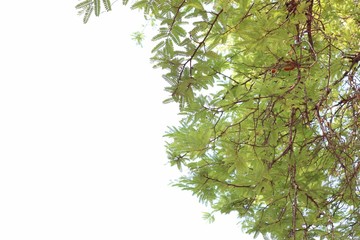 Obraz premium green leaves isolated on white background