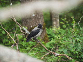 blackbird on a branch