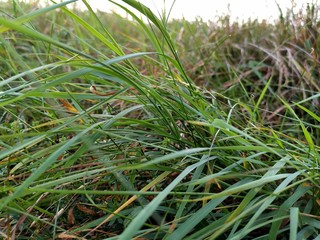 green grass in the wind