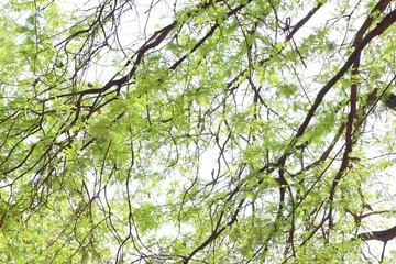 Fototapeta premium tree branches with leaves