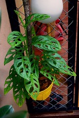 Focusing on tropical Plant's leaves , Texture of green leaves, Monstera leaf in flowerpot at the terrace , Garden in the building , young monstera leaf growing 