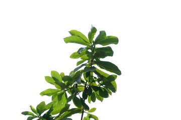 Tropical tree leaves with branches and sunlight on white isolated background for green foliage backdrop and copy space 