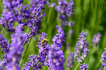Obraz premium Purple flowers of English Lavender blooming on a sunny day, honeybee pollinating 
