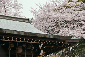 神社の桜