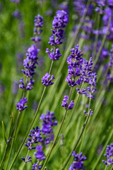 Purple flowers of English Lavender blooming on a sunny day, as a nature background
