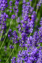Purple flowers of English Lavender blooming on a sunny day, bumblebee pollinating
