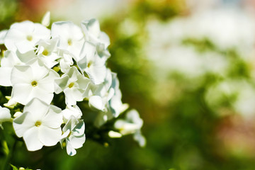 Obraz premium White phlox flower bush on the blurred green plants background. Floral and herbal backdrops and patterns with copy space for text
