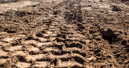 truck tire wheels, bobcat. on brown dirt road.