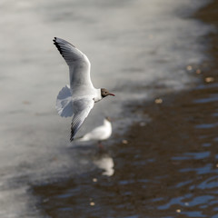 seagull in spring