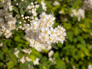 blooming white spirea