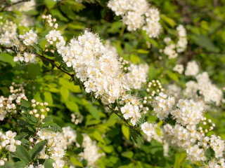 white spirea in spring