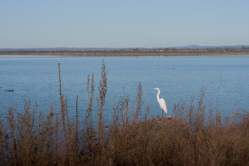 La paz del lago