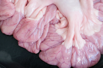 Fresh and Raw Pork Intestines.