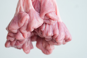 Fresh and Raw Pork Intestines.