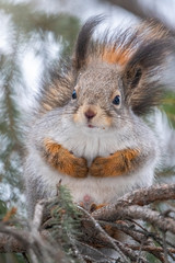 The squirrel sits on a branches in the winter or autumn