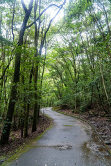 長崎県西海市　九州自然歩道　県民の森