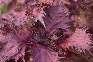 Close up Japanese purple red perilla shiso herb plant leaves growing in outdoors