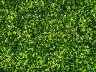 Fototapeta na wymiar Fresh green spring grass carpeted the ground. Natural background, copy space. Leaf texture.