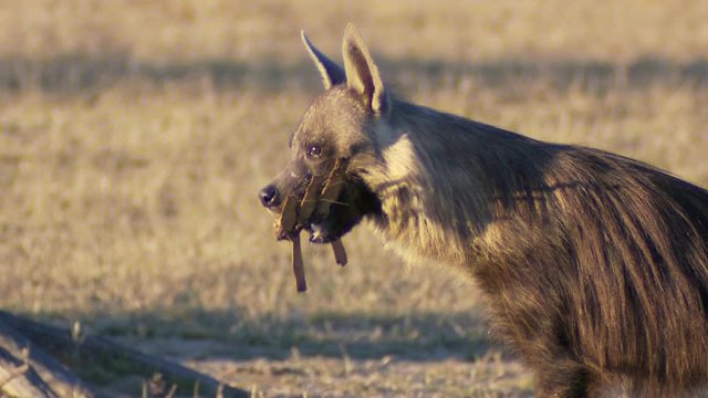 A medium close-up of a brown hyena carrying bones in its mouth while walking in the Kgalagadi Transfrontier Park.