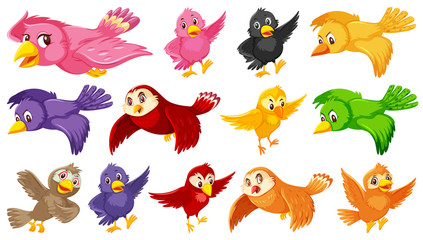 Set of bird cartoon character