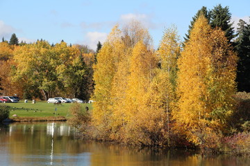 Golden Colours On The Water, William Hawrelak Park, Edmonton, Alberta