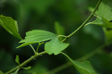 Raindrops close-up on young leaves of Ginkgo Biloba. Abstract nature background, Soft focus